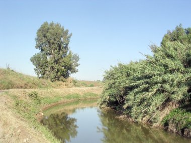Veya Yehuda nehir Ayalon bulrush 2005