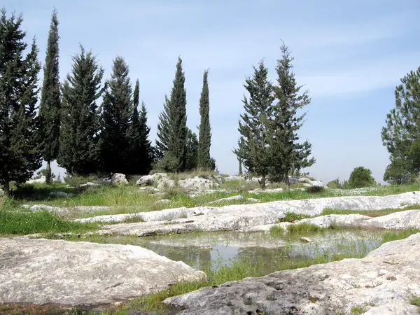 Shoham Forest Park 2007 — Stockfoto