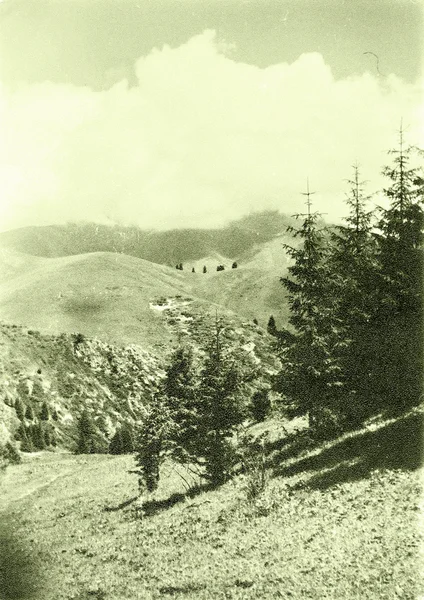 Tyan-Shan spruce 1965 — Stock Photo, Image