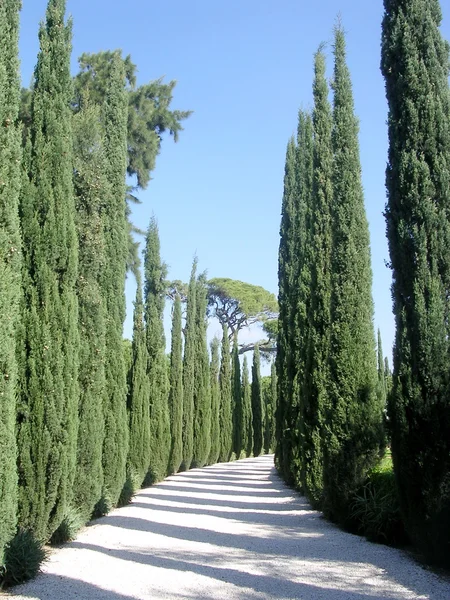 Ciprés Akko Bahai Gardens 2003 — Foto de Stock