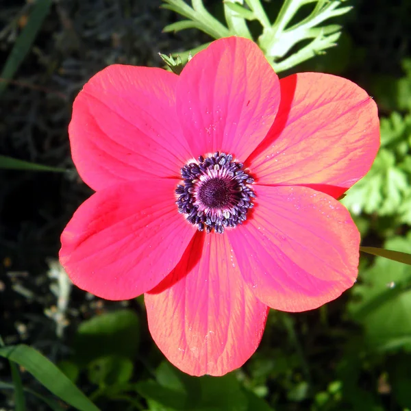 Shoham the Red Crown Anemone isolated 2011 — Stock Photo, Image