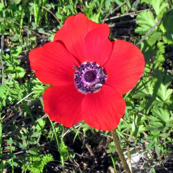 Shoham the Crown Anemone 2012 — Stock Photo, Image