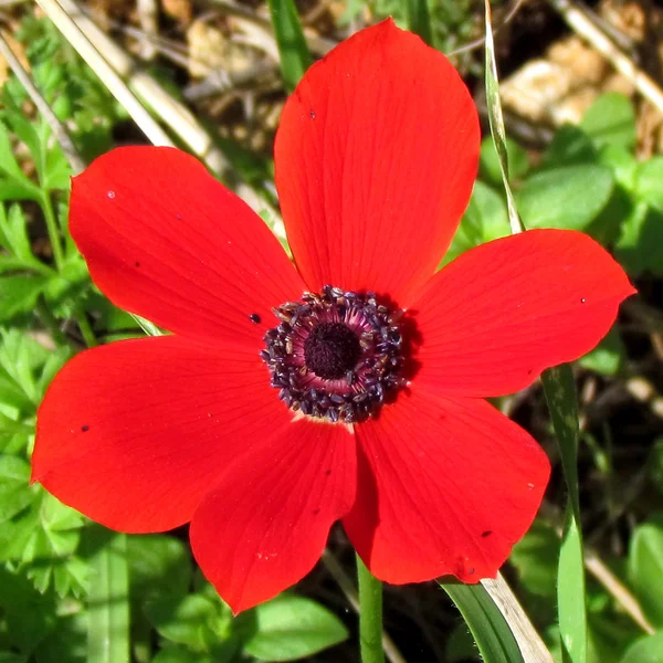 Shoham rood Crown Anemone geïsoleerd 2012 — Stockfoto