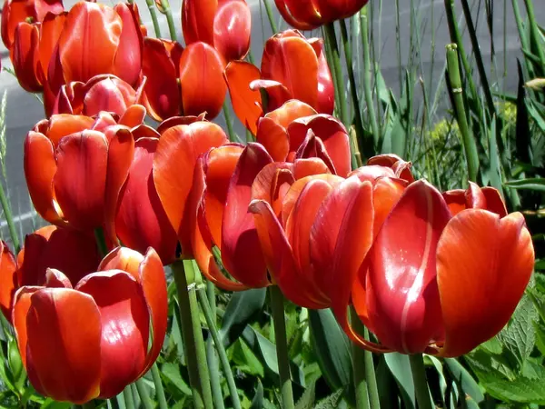 Tulipes rouges de Toronto 2013 — Photo