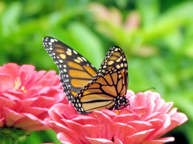 Toronto yüksek Park monarch çiçek 2015 tarihinde 