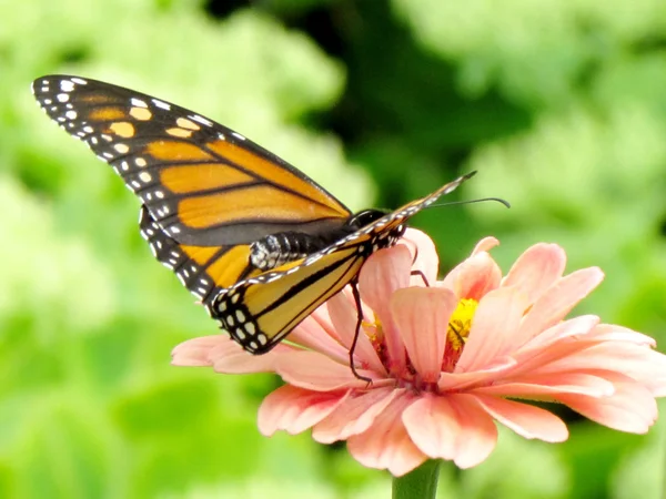 Toronto High Park monarca em flor rosa 2015 — Fotografia de Stock