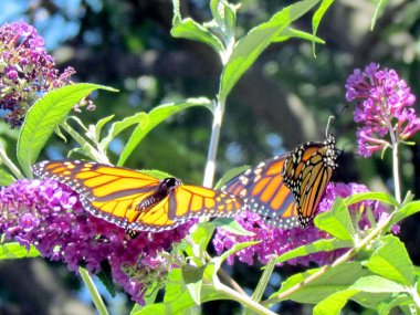 Toronto High Park iki hükümdarı kelebekler 2013 