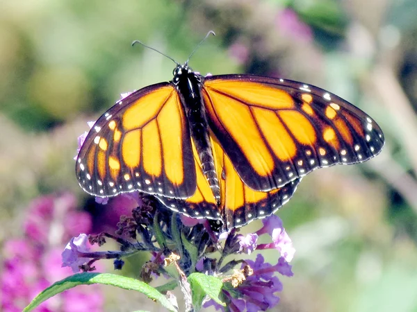 Toronto High Park la farfalla monarca 2013 — Foto Stock