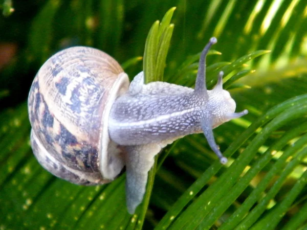 Or Yehuda the Snail 2011 — Stock Photo, Image