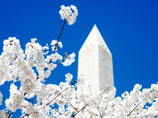 ワシントン記念碑近くの桜2010 — ストック写真