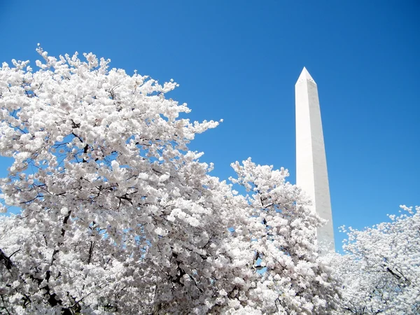 2010 記念碑の前にワシントンの桜 — ストック写真