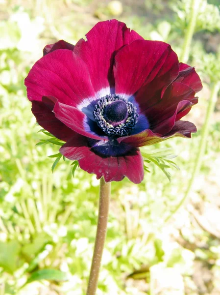 Ramat Gan Park Crown Anemone flor 2011 — Fotografia de Stock