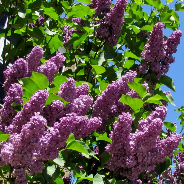 Toronto lilac 2013 — Stock Photo, Image