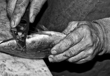 Çipura pul pul bir balıkçı elinde