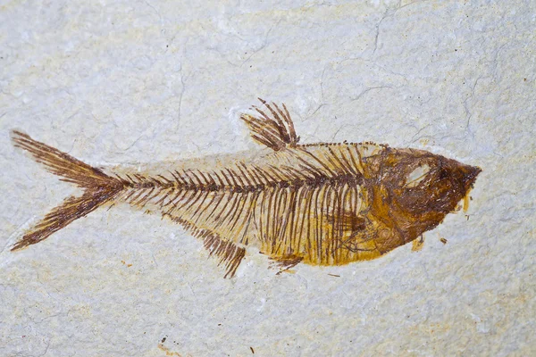 Squelette fossile de poissons préhistoriques — Photo