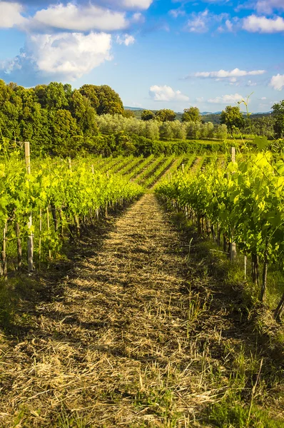 Winnice w Castel San Gimignano village (Siena), Włochy — Zdjęcie stockowe