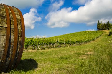 Castel San Gimignano (Siena İtalya üzüm bağları)