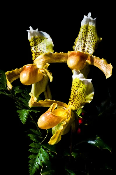 Orchid Paphiopedilum 9 — Stock Photo, Image