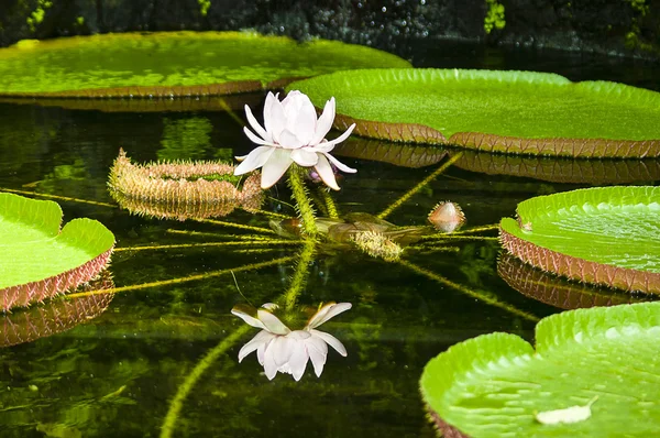 Victoria Amazonica (gigant lilia wodna) — Zdjęcie stockowe