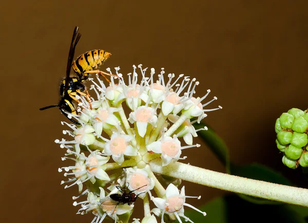 Wasp en vlieg op witte bloem — Stockfoto
