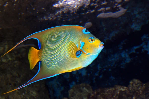 Angelfish queen  Holacanthus_ciliaris — Stock Photo, Image