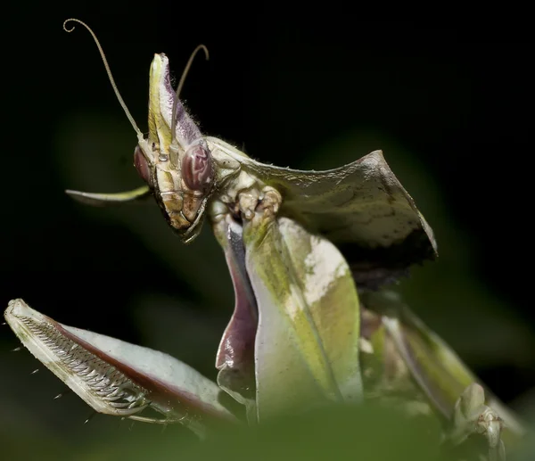 Nahaufnahme der Gottesanbeterin — Stockfoto