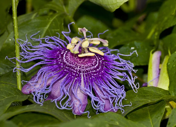 Tibouchina multiflora ornamental flower tropical — Stock Photo, Image