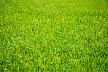 alanında genç pirinç