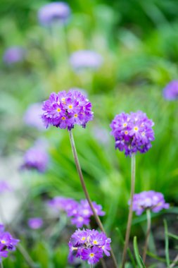 Mor çuha çiçeği çiçek yeşil arka plana sahip.