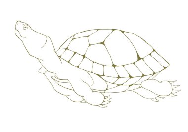 Beyaz arka planda ana hatlı kaplumbağa.