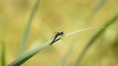 Dört benekli chaser, Yusufçuk