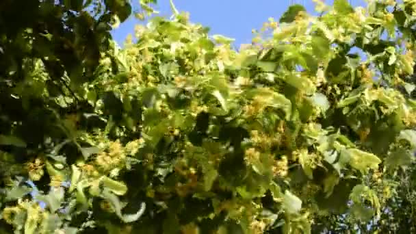 Lime tree, medicinal tree with flower — Stock Video