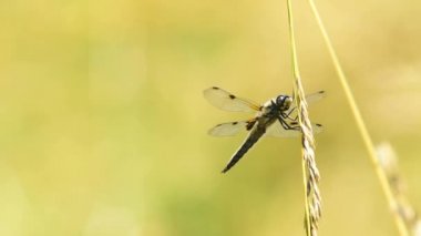 Dört noktalı avcı, yusufçuk havuzun kenarında bir yaprağın üzerinde oturuyor.