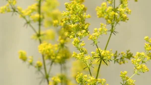 女性の bedstraw、ガリウム ヴェルム — ストック動画