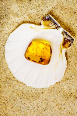 Amber katıştırılmış böcek ile