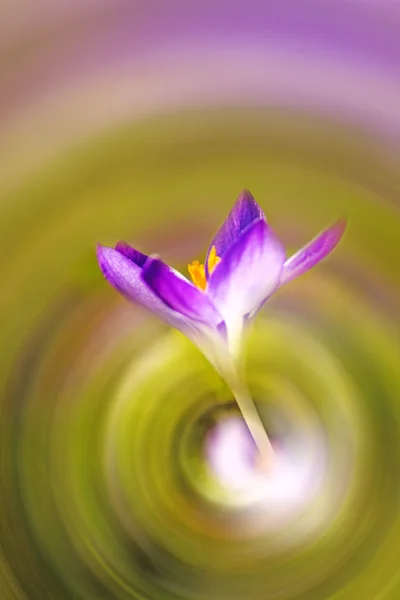 Crocus blomma på våren — Stockfoto