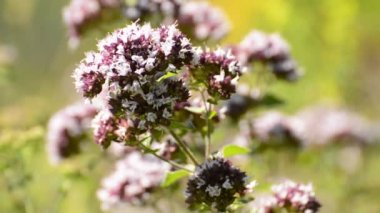 Kekik, Origanum vulgare