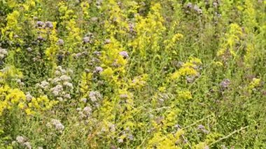 bitkilerle yaz çayır