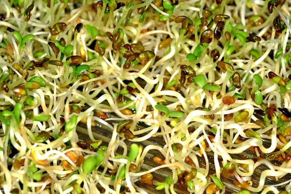 Radish sprouts macro — Stock Photo, Image