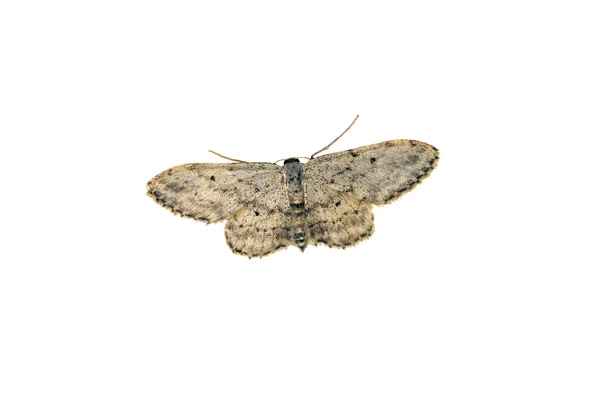 Closeup oblečení moth — Stock fotografie