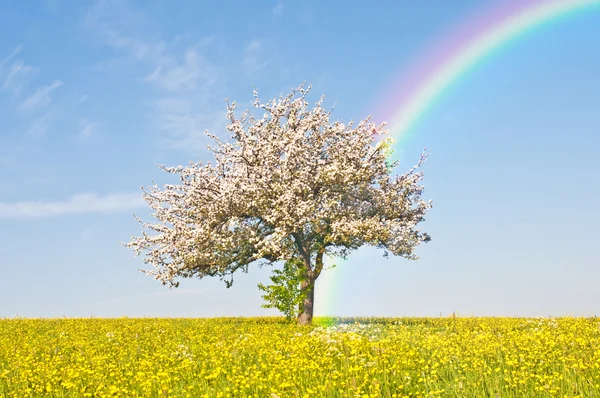 Flor de manzano con arco iris — Foto de Stock