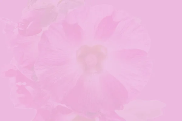 Brevpapper med Malva blomma — Stockfoto