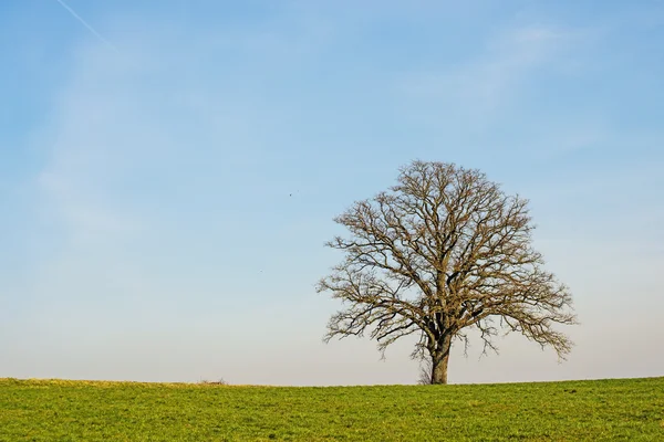 Árvore no início da primavera — Fotografia de Stock