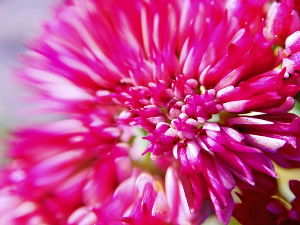 Sedum blommor i en närbild — Stockfoto