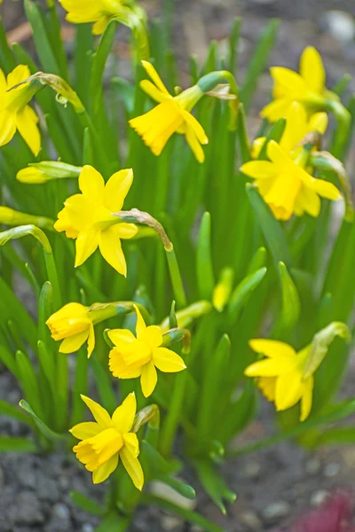 Narcisy v zahradě — Stock fotografie