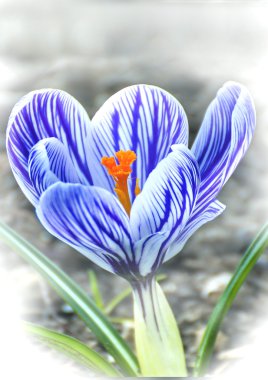 Crocus, spring flower in Germany clipart