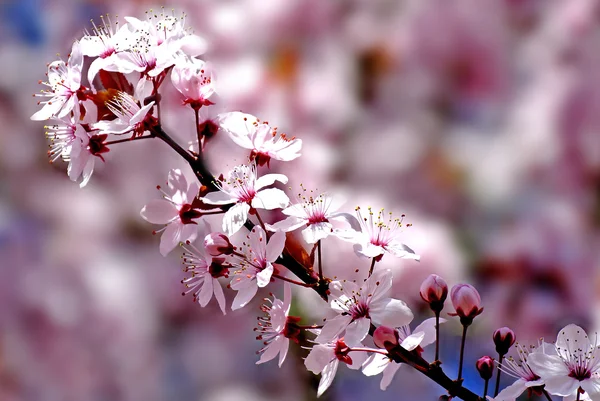Wiśniowy kwiat wiosną — Zdjęcie stockowe