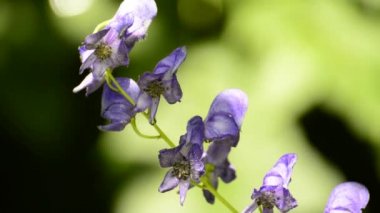 Bilinen, Aconitum napellus, dünyanın en zehirli bitki