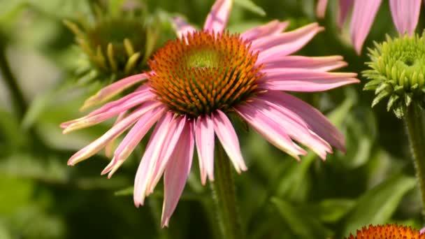 Flor de conejo púrpura, Echinacea purpurea, planta medicinal con flor — Vídeos de Stock