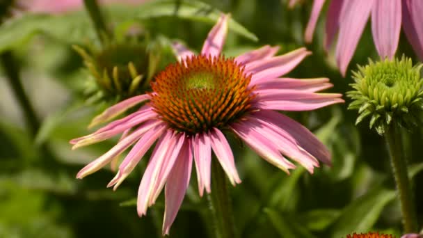 Μωβ coneflower, Echinacea purpurea, φαρμακευτικό φυτό με λουλούδι — Αρχείο Βίντεο